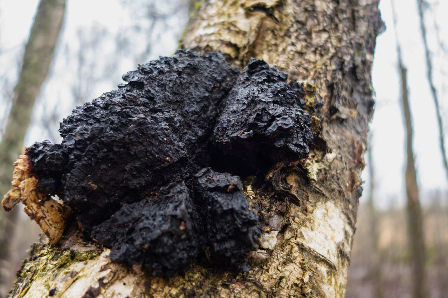 פטריית הצ'אגה (Chaga) – כל מה שצריך לדעת על מלכת האנטי־אוקסידנטים