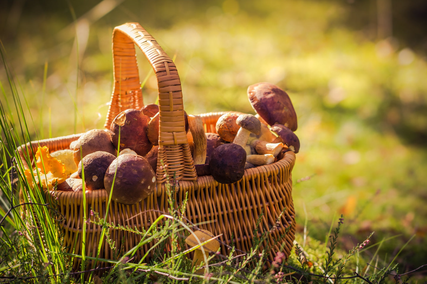 FUNGI DAY - יום הפטריות הבינלאומי: חגיגה עולמית של פלאי הפטריות