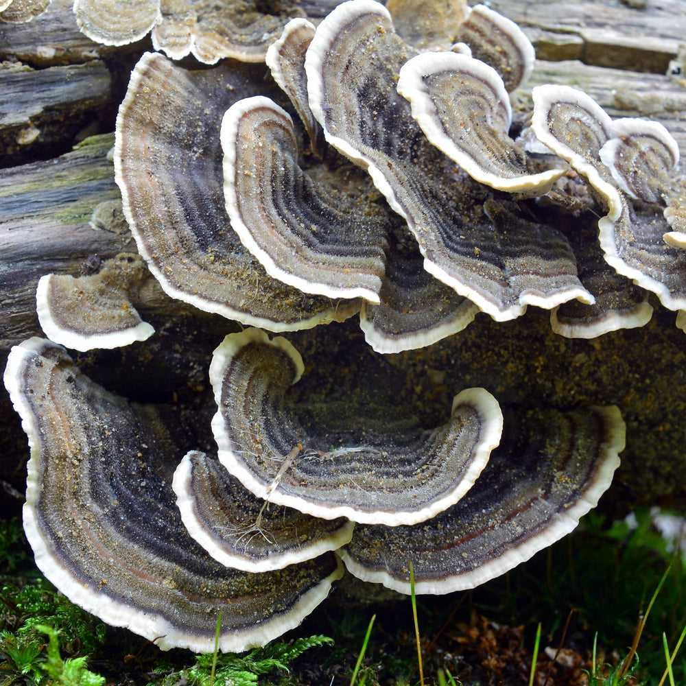 פטריית זנב התרנגול (Trametes versicolor) : הפוליסכרידים שמובילים את המהפכה בטיפול המשלים בסרטן
