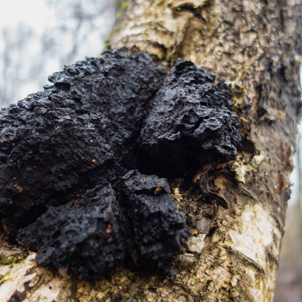 פטריית הצ'אגה (Chaga) – כל מה שצריך לדעת על מלכת האנטי־אוקסידנטים