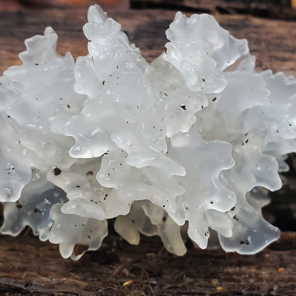Tremella fuciformis – פטריית היופי והריפוי מבפנים החוצה