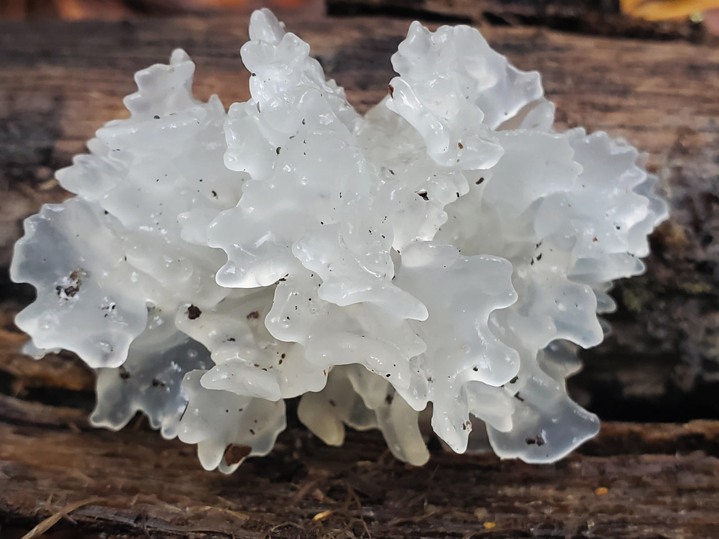 Tremella fuciformis – פטריית היופי והריפוי מבפנים החוצה