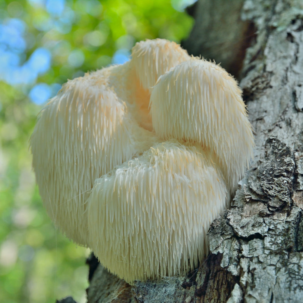 Trust the fungi