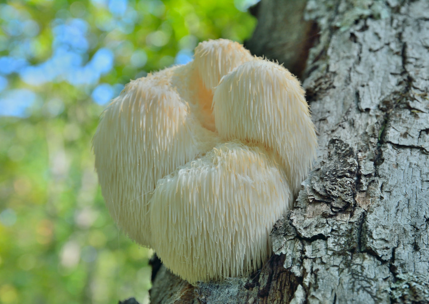 Trust the fungi