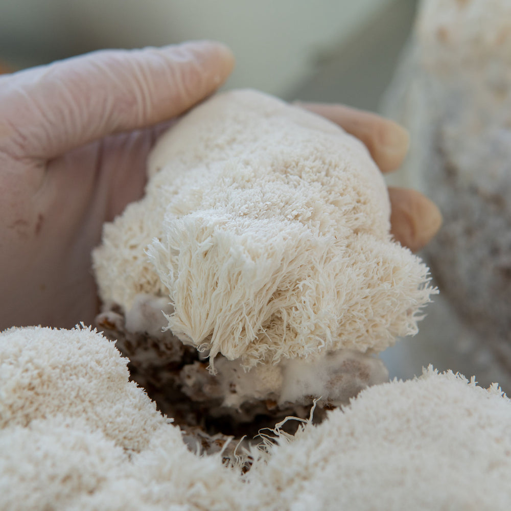 Trust the fungi