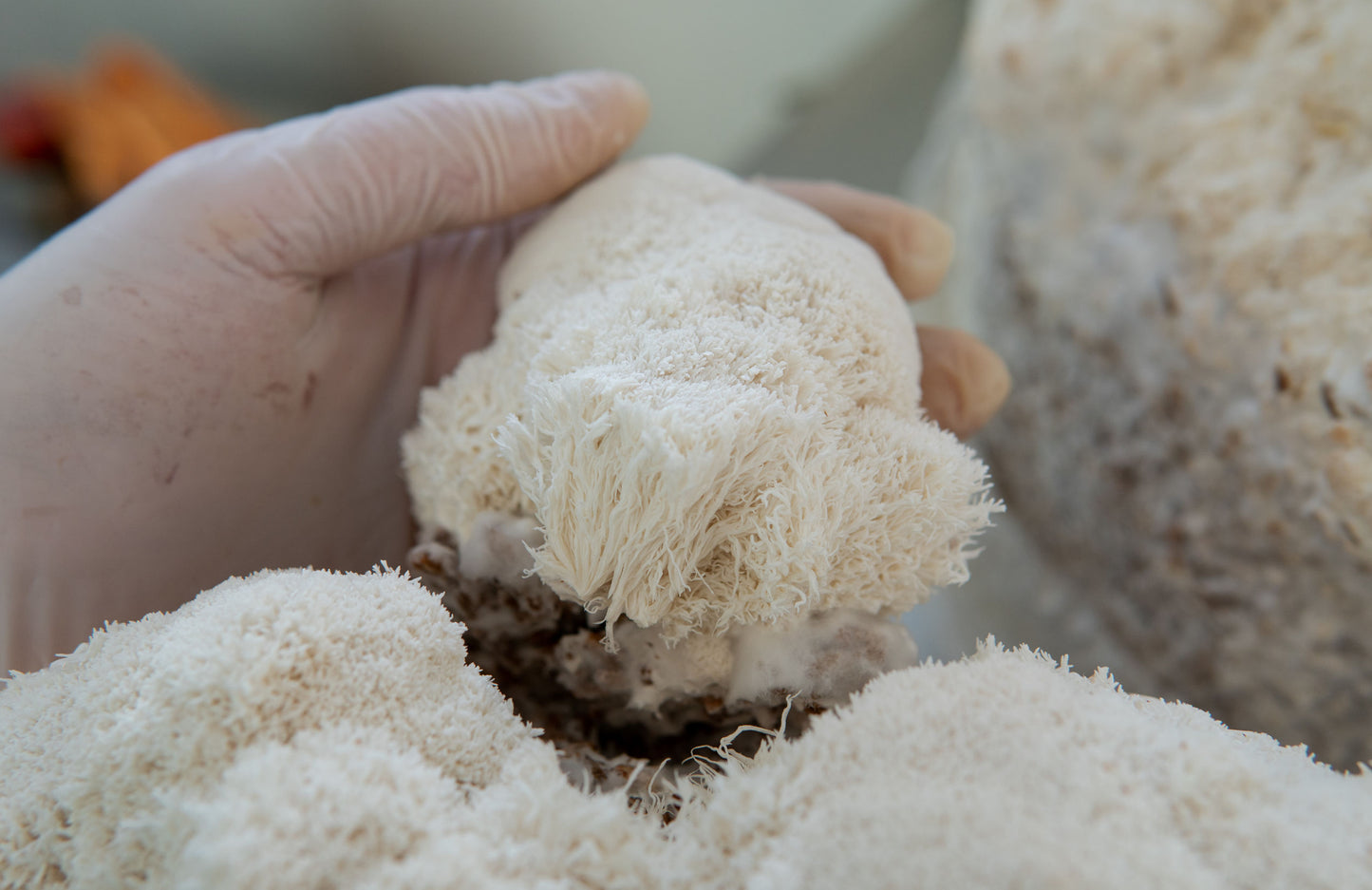 Trust the fungi