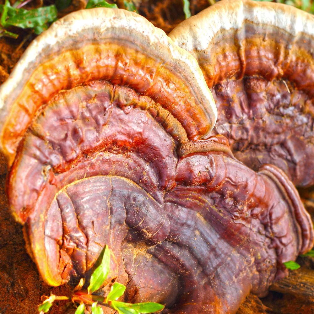 Trust the fungi