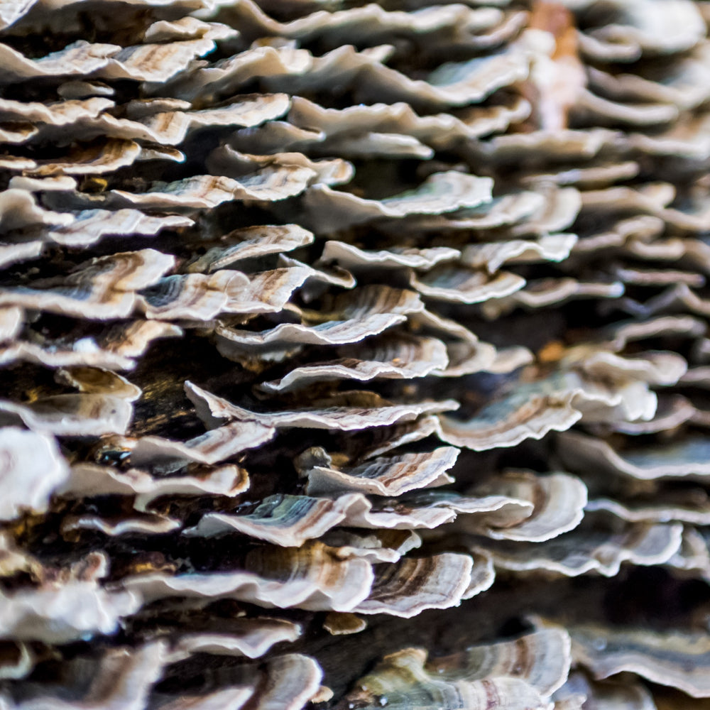 Trust the fungi