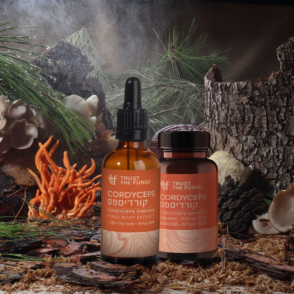 
                  
                    באנדל מיצוי+ כמוסות - פטריית קורדיספס (CORDYCEPS) - 100% פטריות בשיטת FBE
                  
                