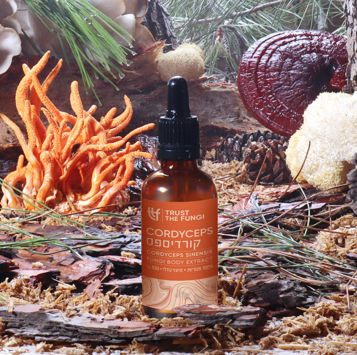 פטריית קורדיספס Cordyceps - מיצוי נוזלי 100% פטריות בשיטת FBE