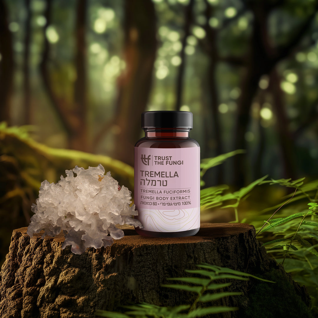 כמוסות פטריית טרמלה Tremella fuciformis מיצוי 100% גופי פרי בשיטת FBE