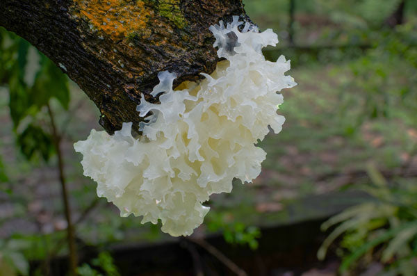 Trust the fungi